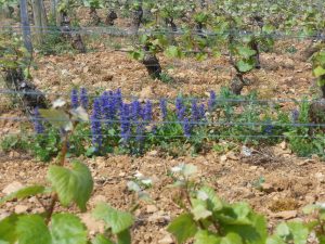 herbier vignes Pierre Fenals - Le Clan des Sens