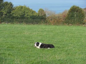 Border collie - Le Clan des Sens