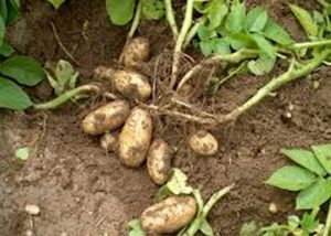 Récolte pommes de terre - Le Clan des Sens