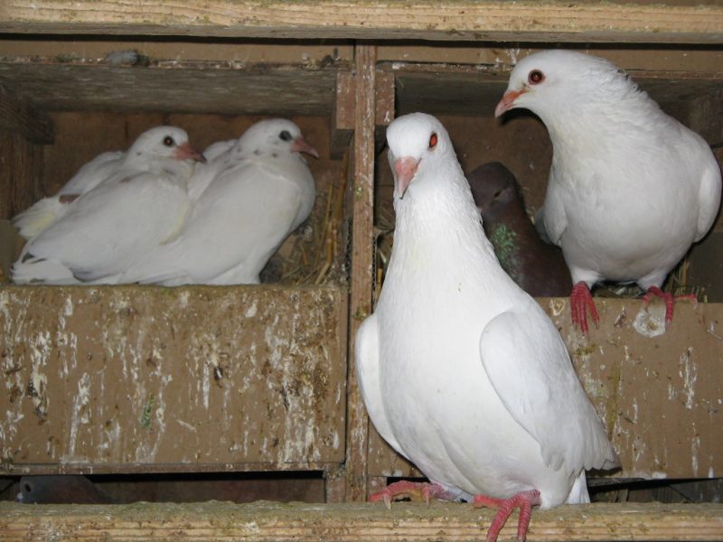 Pigeons de Racan - Julien Plesel - Le Clan des Sens