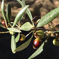 Olives Kalamata - Profil Grec Paris - Le Clan des Sens